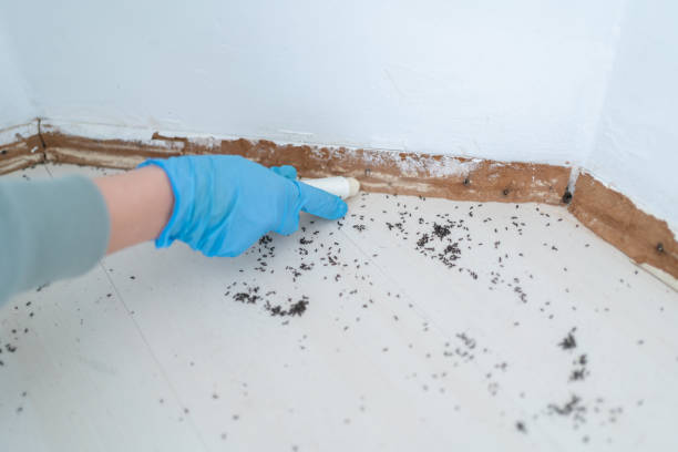 Best Insect Control  in Washington, NC